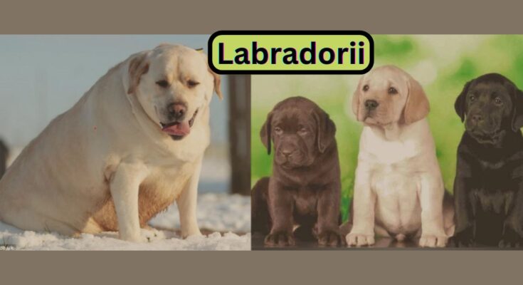 Labradorii